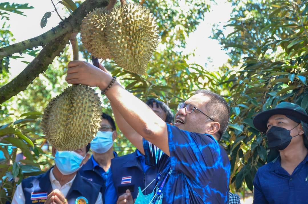 บุรีรัมย์ ประมูล "ทุเรียนน้ำแร่" ของดีโนนสุวรรณ ครั้งแรก กระตุ้นรายได้เกษตรกร ทำบุญช่วยผู้ยากไร้