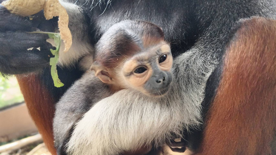 สวนสัตว์ขอนแก่นเปิดตัว “น้องอั้ม” ลูกค่างห้าสีตัวใหม่ล่าสุด พร้อมอวดความน่ารักให้ชมทุกวัน  