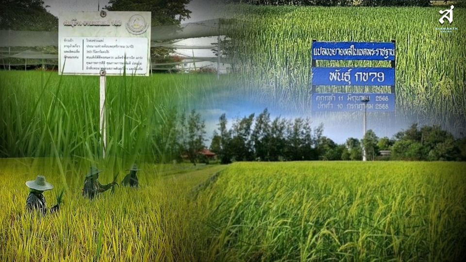 กรมการข้าว ส่งต่อเมล็ดพันธุ์พระราชทาน 7 สายพันธุ์ ถึงชาวนาไทย ในวันพืชมงคล 2569