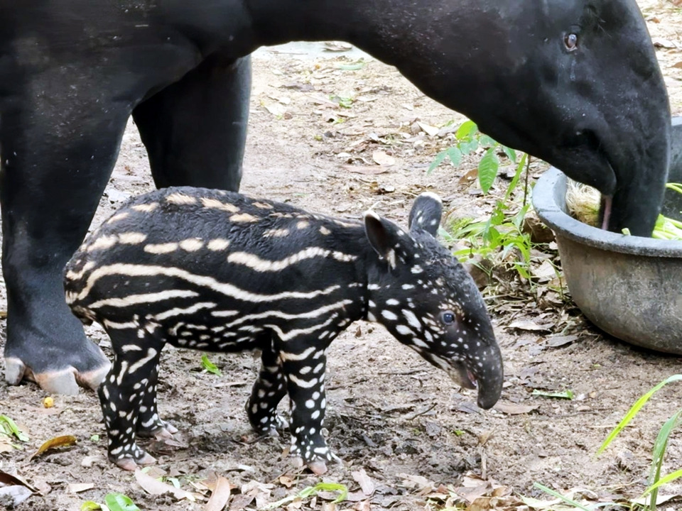 ต้อนรับปิดเทอม! สวนสัตว์เปิดเขาเขียวเผยโฉม “ลูกสมเสร็จ” ตัวใหม่สุดน่ารัก เด็กเที่ยวฟรี 23 ต.ค.นี้