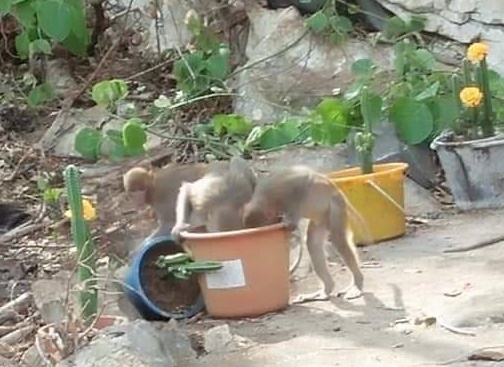 ช่วยน้องลิงด้วย! 300กว่าตัวขาดแคลนอาหาร พระออกบิณฑบาตแบ่งให้กินแต่ไม่พอ