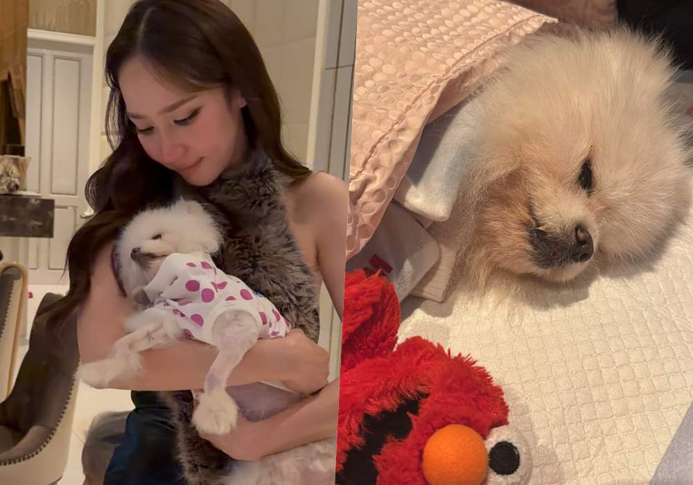 "อั้ม พัชราภา" สุดอาลัย "น้องสตางค์" สุนัขแสนรักจากไปในวัย 14 ปี หลังป่วยเรื้อรังตั้งแต่ 2 เดือน
