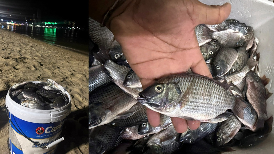ผวา! พบปลาหมอคางดำเกลื่อนหาดพัทยา นักล่าปลาหวั่นกระทบระบบนิเวศทะเล