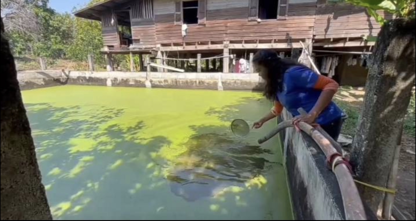 อุทัยธานี สาวเลี้ยงไข่ผำ!!สร้างรายได้งาม นำไปแกงอร่อย ของชอบคนที่ไม่ทานเนื้อสัตว์คุณค่าอาหารสูง