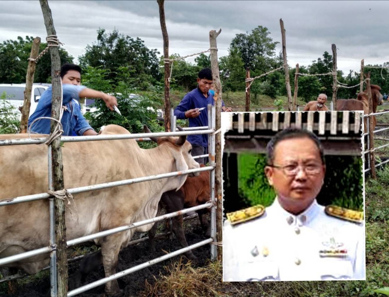 “ปศุสัตว์ลพบุรี รวมพลัง เร่งฉีดวัคซีนปากและเท้าเปื่อยให้วัว-ควายฟรีทั้งจังหวัด”