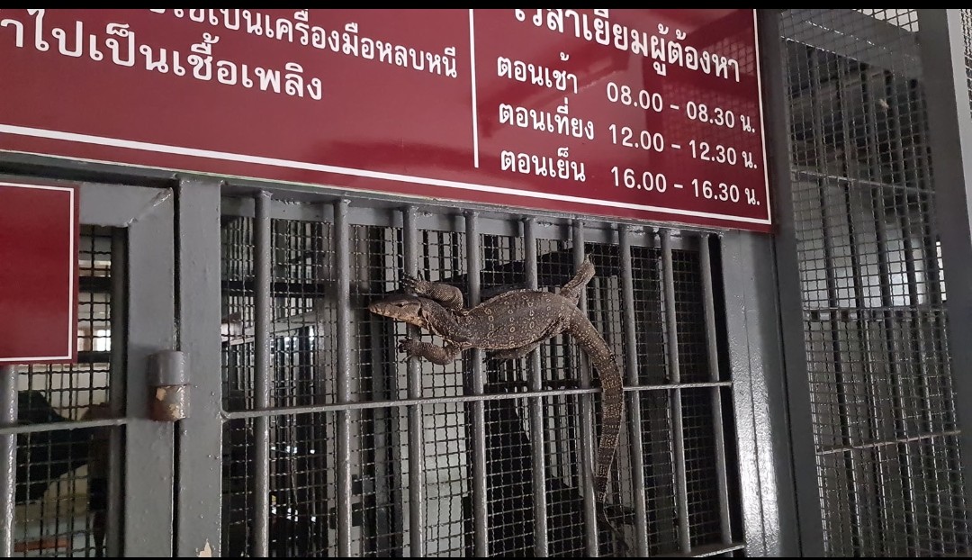 ตัวเงินตัวทองปีนขึ้นชั้น2โรงพักพระประแดงไต่กรงห้องขัง