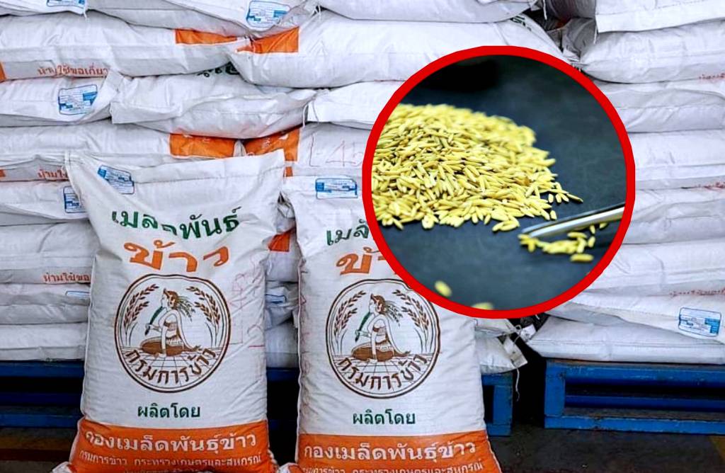 ศมข.ขอนแก่น ผลิตเมล็ดพันธุ์ดี จำหน่ายสู่เกษตรกรได้ข้าวคุณภาพ