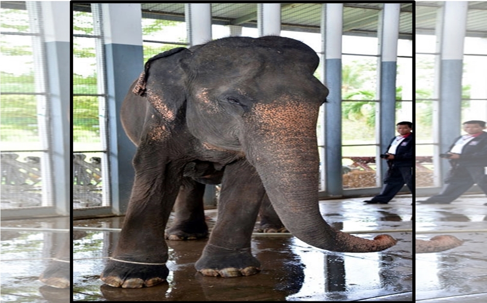 อาลัย!! "ป้าคำมูล" ช้างเชือกแรกในโลกผ่าตัดนิ่วทางเดินปัสสาวะจนหายเป็นปกติ