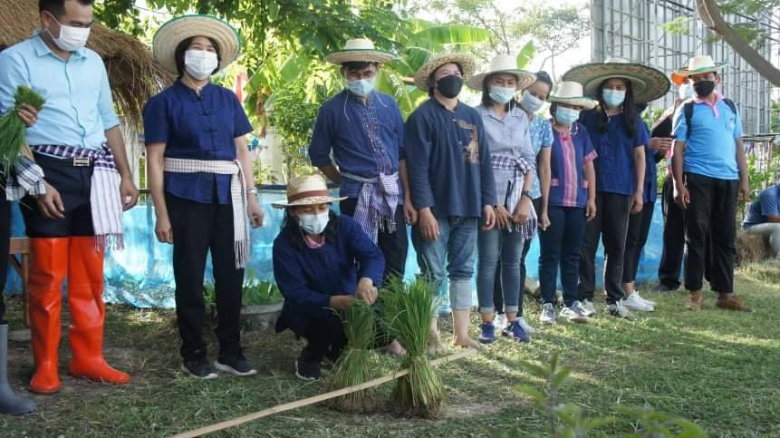 ยโสธร3หน่วยงานดำนาวันแม่เกี่ยววันพ่อแปลงสาธิตเกษตรอินทรีย์