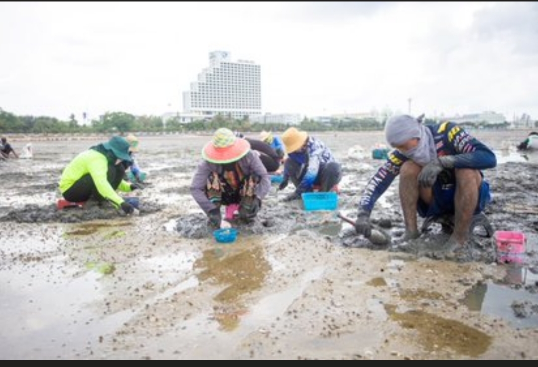 พนักงานโรงงานหลายร้อยคนแห่เก็บ'หอยกระปุก'ริมหาดนาเกลือขายสร้างรายได้
