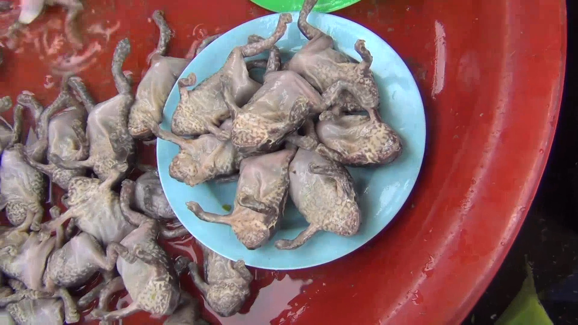 หลังฝนตก!! ของกินหายากขายดี ทั้งอึ่ง และแมงมัน ราคายังพุ่ง