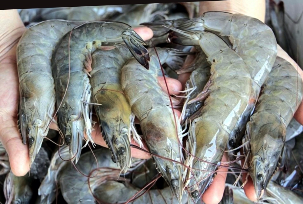 “หยุดนำเข้ากุ้ง” เลิกใช้กุ้งเอกวาดอร์สวมยี่ห้อ “เมดอินไทยแลนด์”
