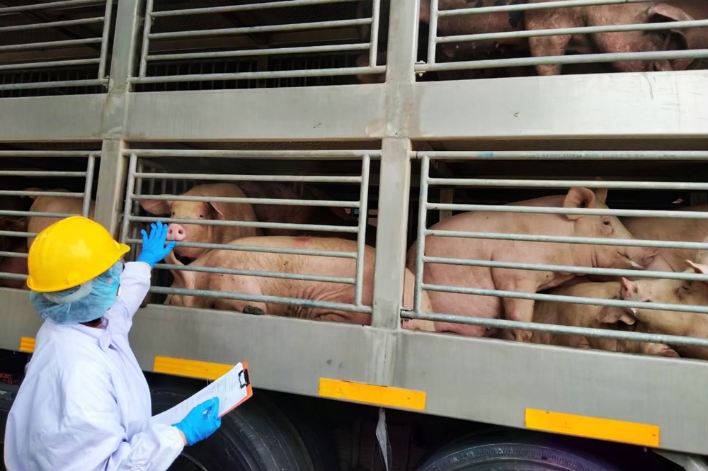 ปศุสัตว์ ชี้ส่งออกเนื้อหมูดิบ-แปรรูปไม่กระทบมาก หลังไทยประกาศพบโรค ASF 