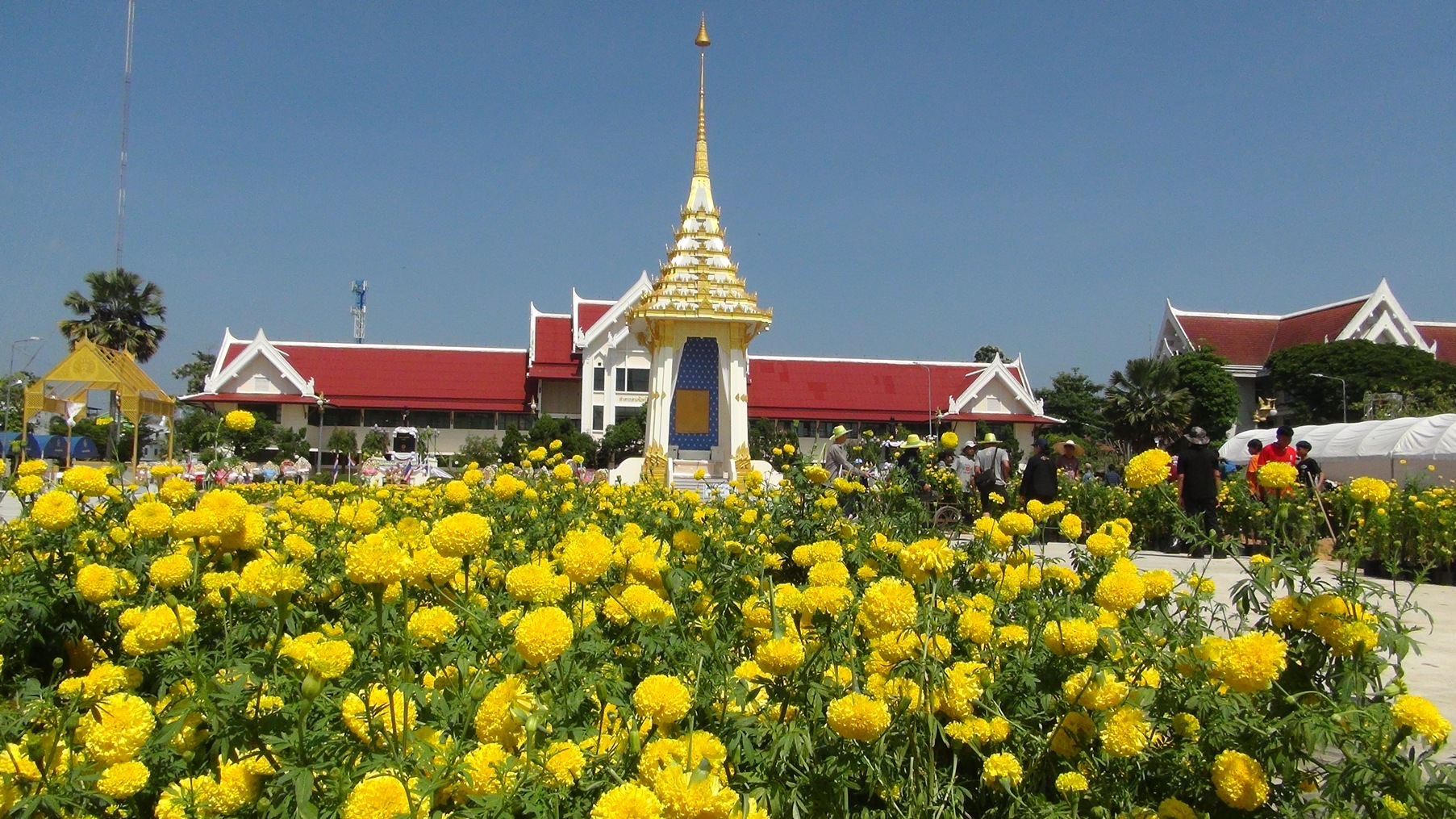​จิตอาสาบุรีรัมย์ เร่งประดับดาวเรือง 3 หมื่นต้น รอบ “พระเมรุมาศ” 