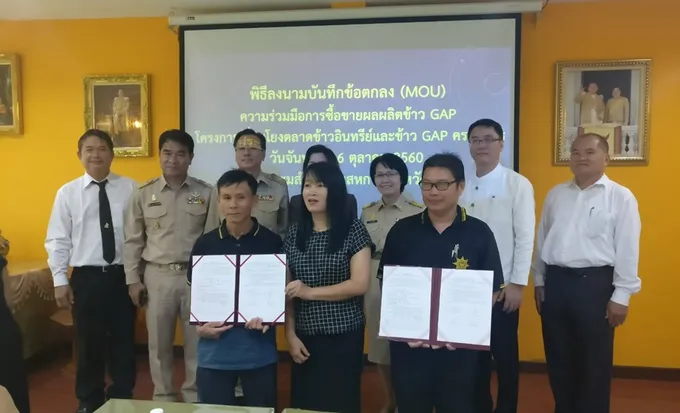 สหกรณ์การเกษตรเกษตรเชียงแสน จำกัด  MOU กลุ่มเกษตรกร ซื้อข้าวนาแปลงใหญ่ GAP  ราคาสูงกว่าตลาด300-500 บาท/ตัน 