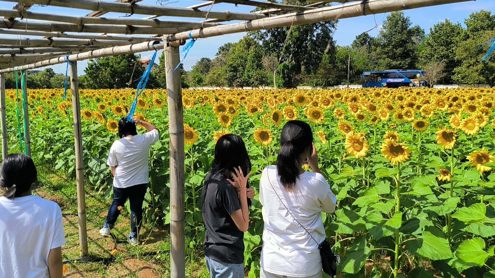เปิดแล้ว!ทุ่งทานตะวันศูนย์ฯเกษตร 100 ไร่ ม.ราชภัฏโคราชบานสะพรั่งรับลมหนาวนทท.แห่เช็คอิน-เซลฟี่คึกคัก