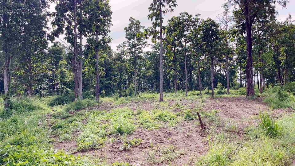 ชาวบ้านร้องบุกรุกป่าโคกนาโพธิ์ หนองบัวลำภู แผ้วถางกว่า 200 ไร่ วอนรัฐเร่งตรวจสอบ