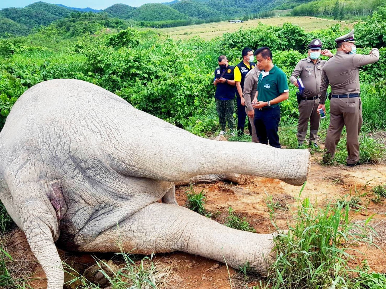 ตั้งข้อหา 2 ลูกจ้างเฝ้าไร่ใช้รั้วไฟฟ้าแรงสูงช็อตช้างป่ากุยดับ