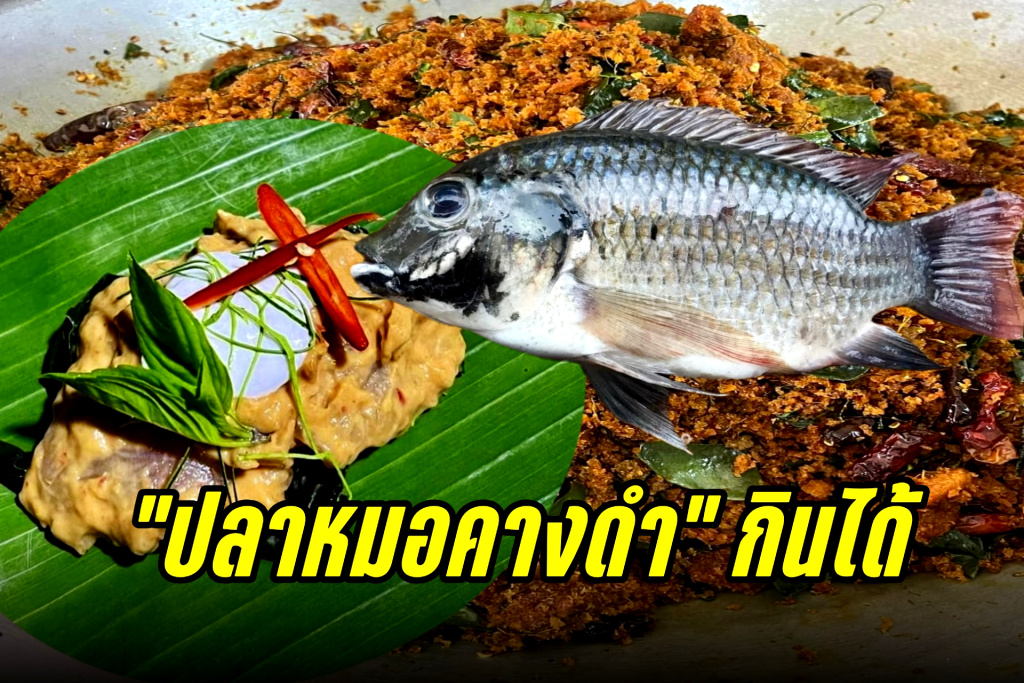 “ปลาหมอคางดำ” กินได้ มีคุณค่าทางโภชนาการ