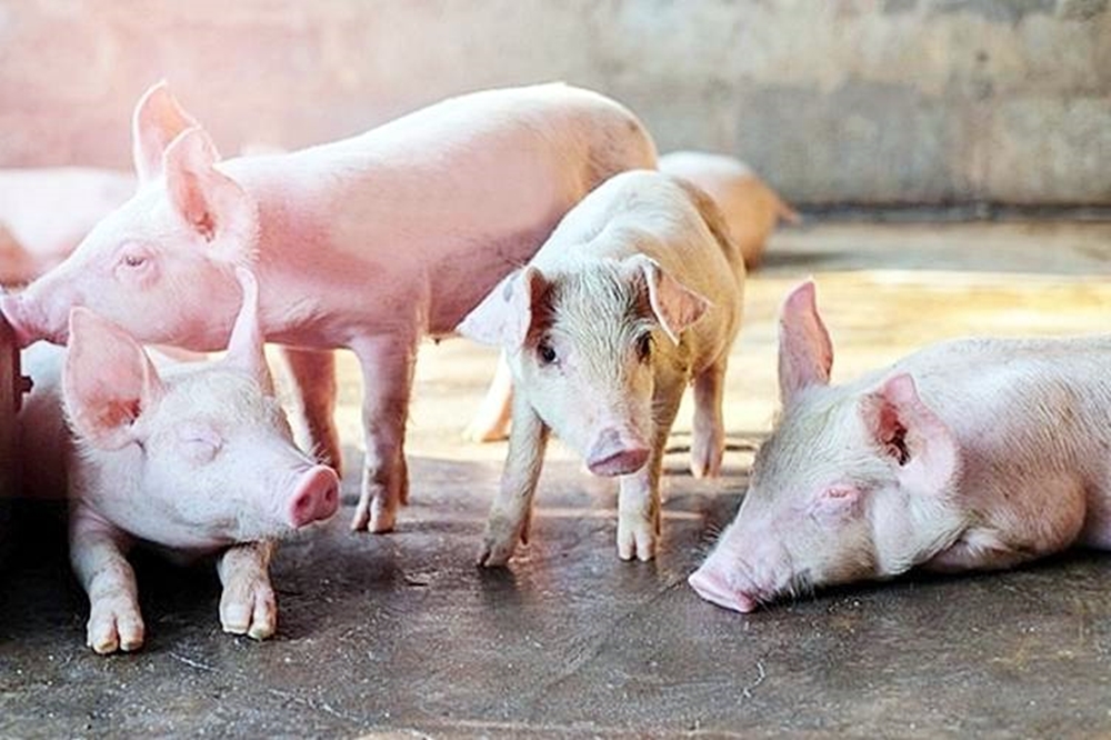 กลไกตลาดเสรี ช่วยหมูลดราคา โอกาสผู้บริโภค พับแผนนำเข้าหมูซ้ำเติมเกษตรกร