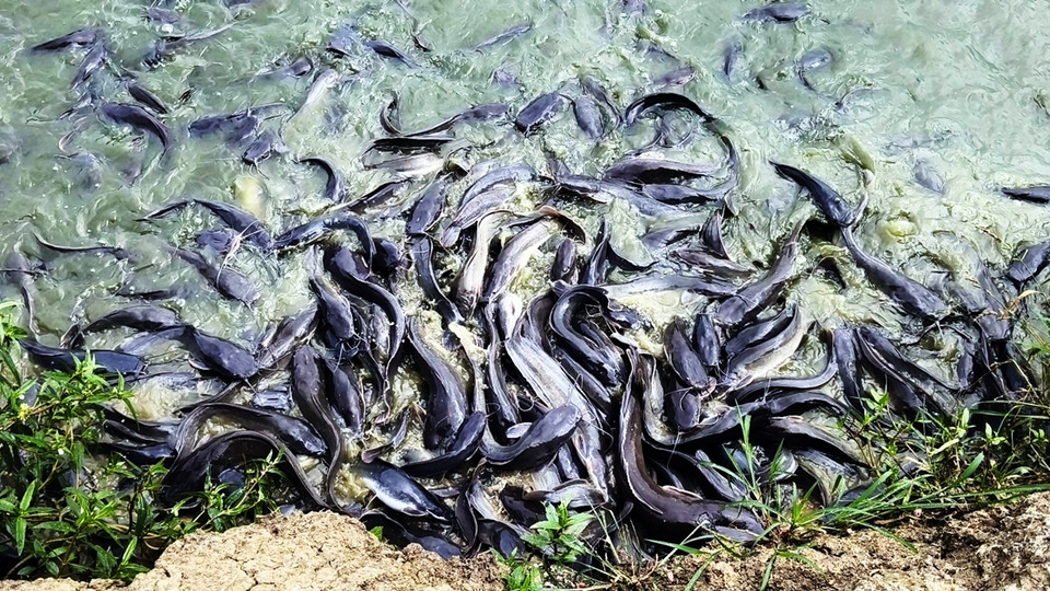 เกษตรกรราชบุรีร้องปลาดุกดิ่งเหลือ 18 บาท ไร้พ่อค้ารับซื้อ แบกต้นทุนอาหารหนัก