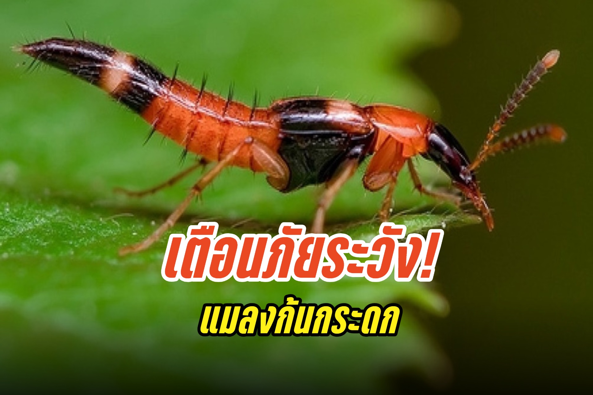 เตือนภัยหน้าฝน ระวัง!! แมลงก้นกระดก หากถูกกัดจะแสบร้อน เป็นรอยไหม้ ห้ามสัมผัสปัดหรือบดขยี้ 