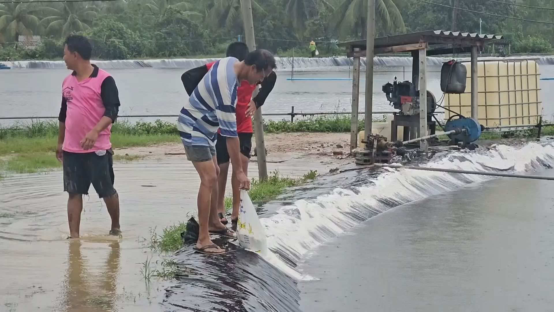 ผู้เลี้ยงกุ้งกระอักน้ำป่าทะลักท่วมคันบ่อ 30 นาทีเสียหายทันที 5 ล้าน