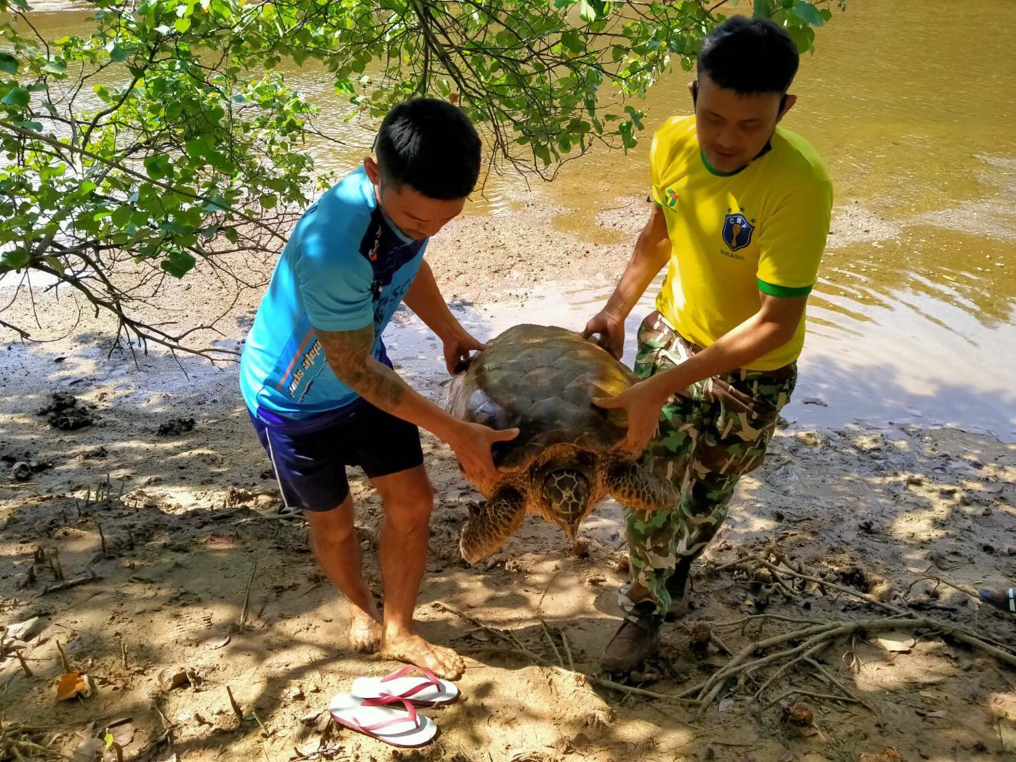 แม่เต่าตนุตัวที่ 2 ขึ้นวางไข่ชายหาดอ่าวเทียนใกล้ท่าเรือน้ำลึกบางสะพาน