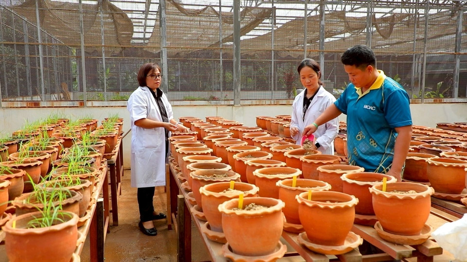 กรมวิชาการเกษตร ชู "ไมคอร์ไรซา" ลดปุ๋ยเคมี 50% เสริมพืชโตดี-ผลผลิตเพิ่ม
