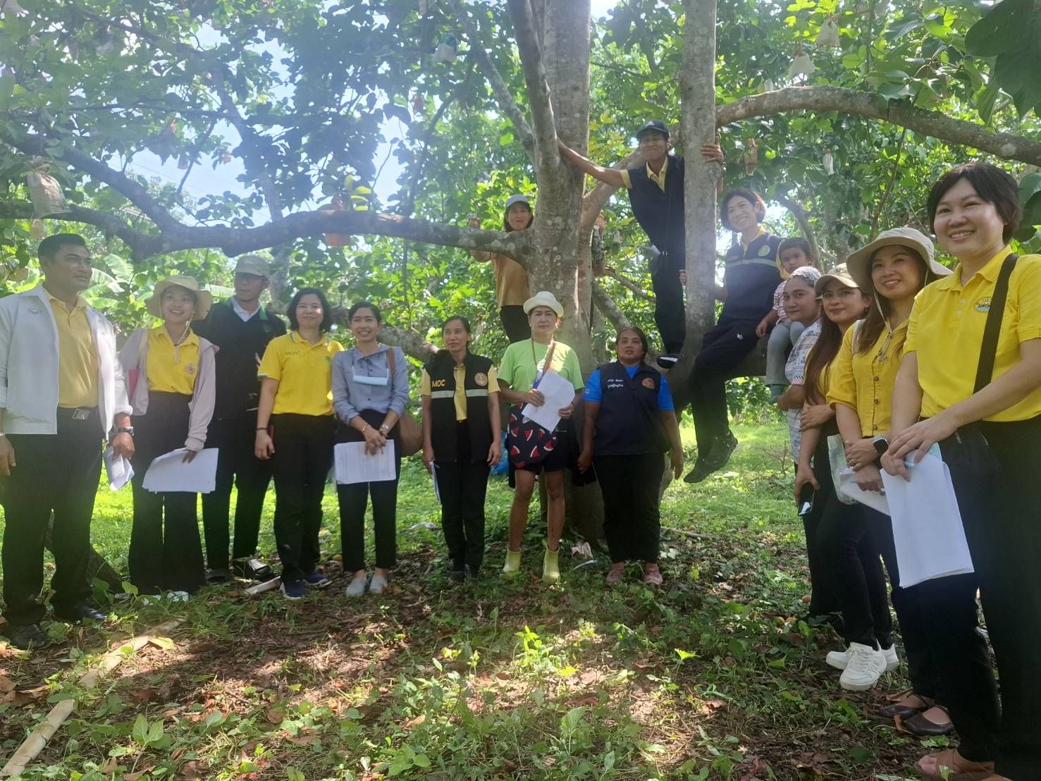 พาณิชย์และเกษตรอ่างทองตรวจสอบระบบการผลิตและจําหน่ายสินค้าค่า GI กระท้อนทองใบใหญ่บางเจ้าฉ่า 