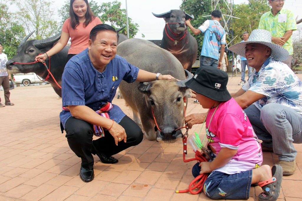 ยิ่งใหญ่!! ประกวดควายงาม ควายยักษ์เมืองน้ำดำ