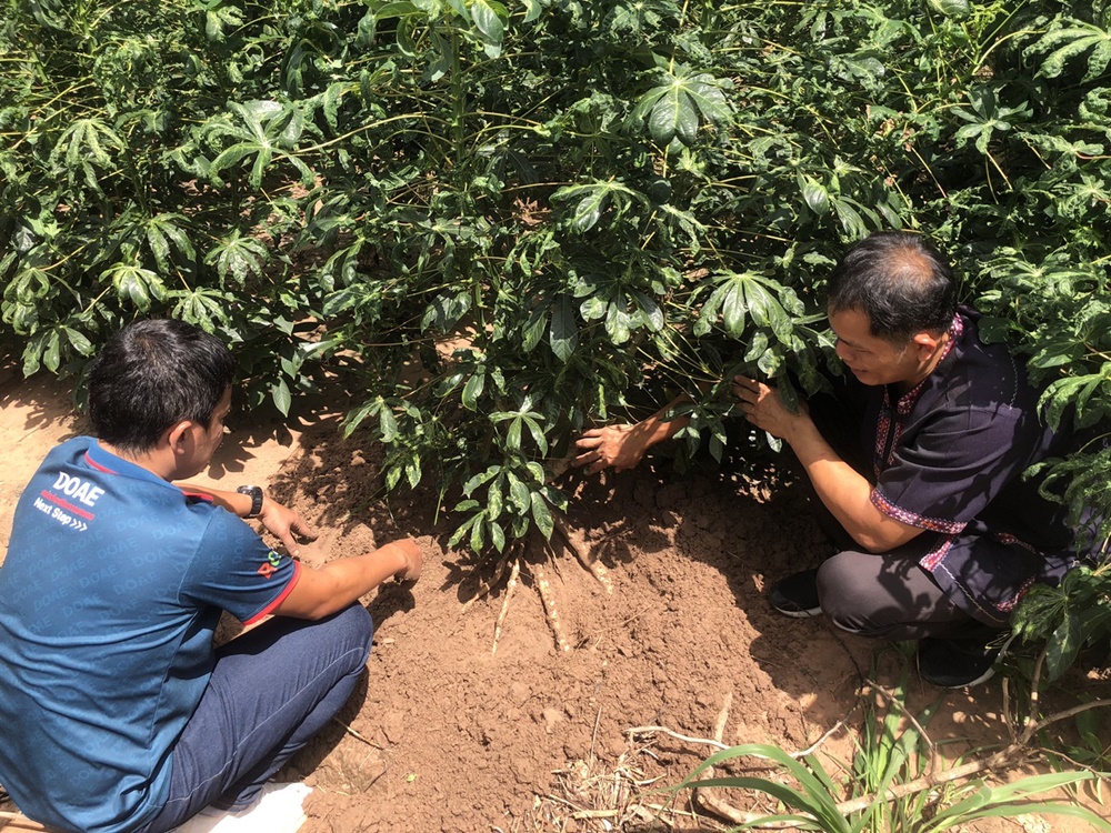 เกษตรจังหวัดกาฬสินธุ์ เร่งสำรวจโรคใบด่างมันสำปะหลัง พบระบาดแล้วกว่า 2 พันไร่