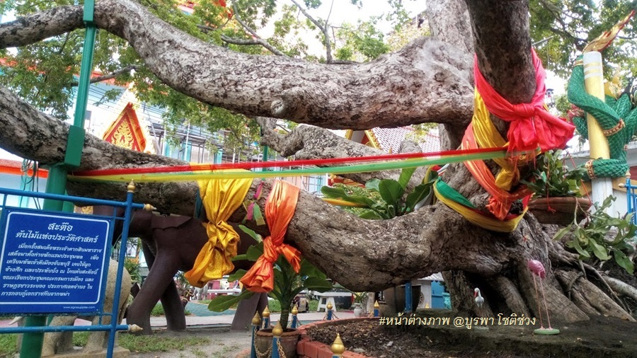 เที่ยววัดลุ่มฯ เมืองระยอง สักการะ “สมเด็จพระเจ้าตากสิน” ต้นสะตือพักทัพ