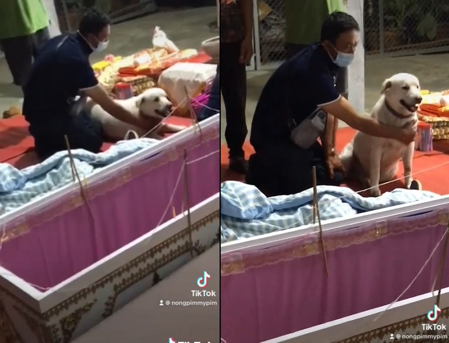 เจ้าตูบผู้ซื่อสัตย์นอนเฝ้าข้างโลงไม่ห่าง  หลังเจ้านายจากไปไม่มีวันกลับ