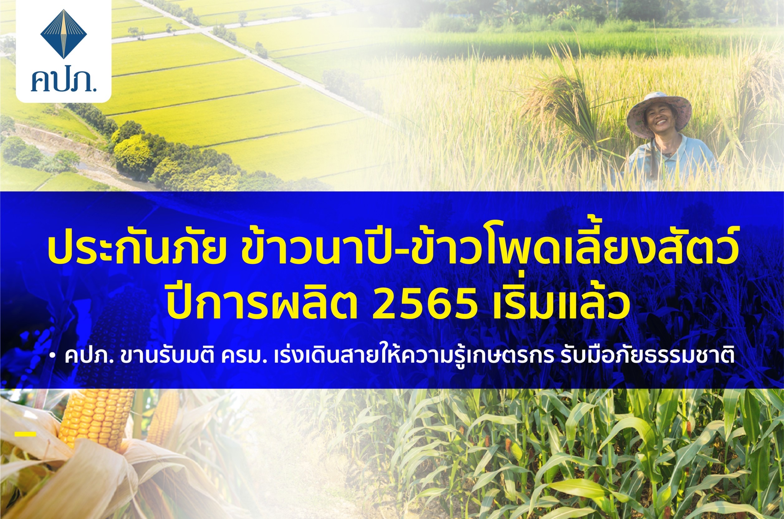 ประกันภัยข้าวนาปี-ข้าวโพดเลี้ยงสัตว์ ปีการผลิต 2565 เริ่มแล้ว•คปภ. ขานรับมติ ครม. เร่งเดินสายให้ความรู้เกษตรกร รับมือภัยธรรมชาติ