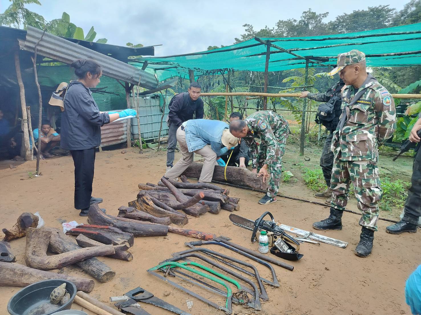 จับกุมกลุ่มชาวตำบลจรัสรวมตัวสะสมเก็บไม้พะยูงส่งขายให้นายทุนชาวกัมพูชากก.ละ 30 บาท 