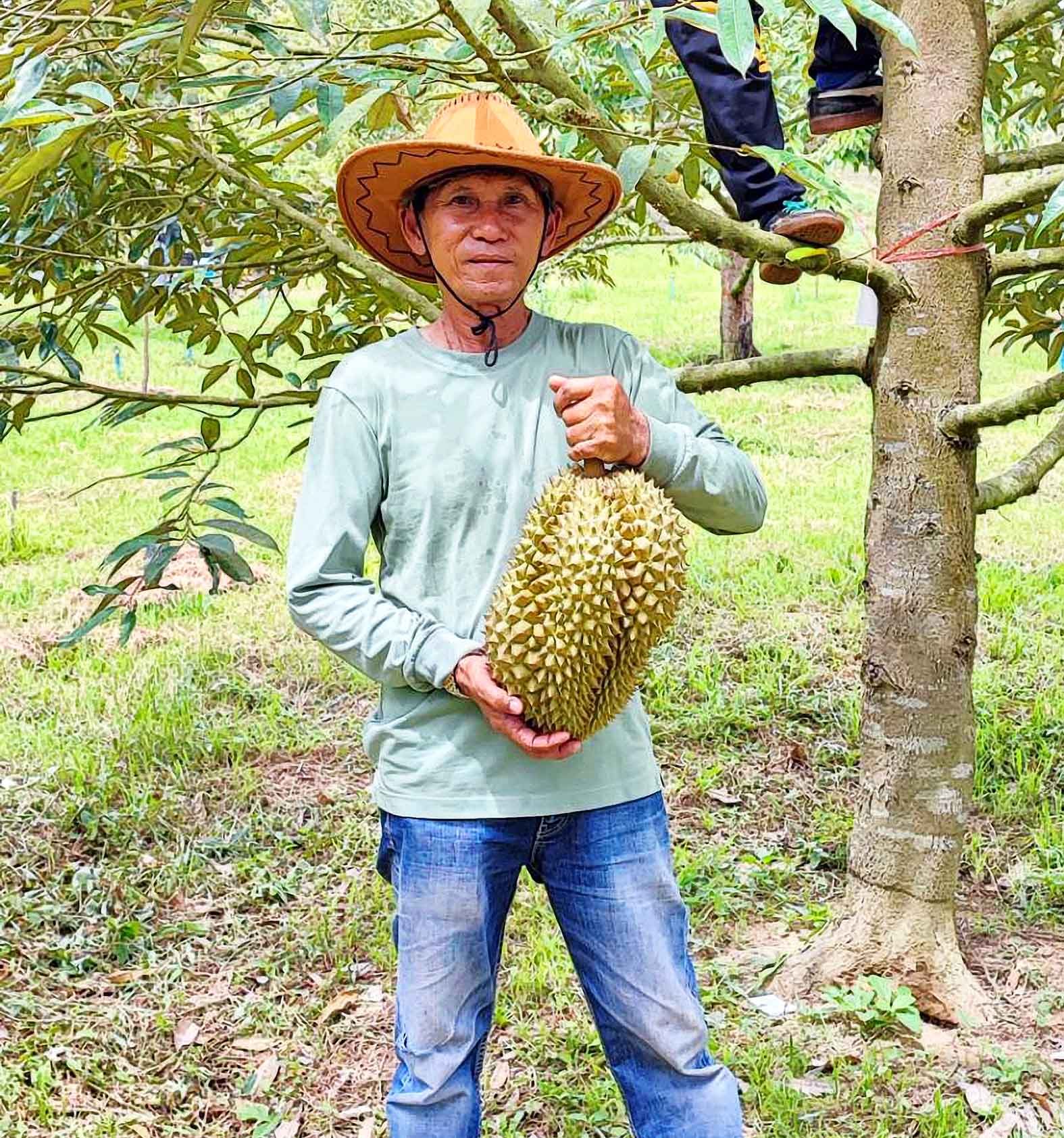 หัวหิน   ชาวสวนช้ำใจ ช้างป่าละอูบุกกินทุเรียนเสียหายนับหมื่นบาท