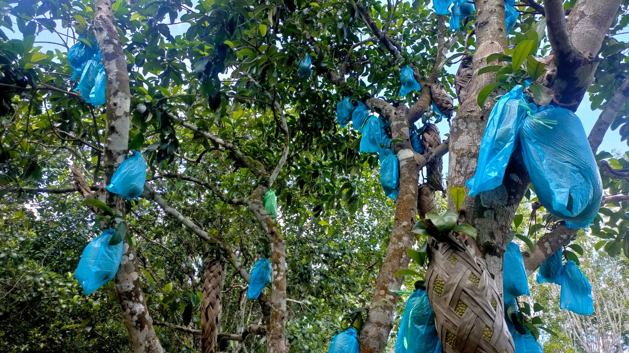 สุดฟินที่สตูล..เปิดประสบการณ์ใหม่ดริปกาแฟ-ชมสวนจำปาดะ  หลังฤดูกาลเริ่มแล้วเกษตรกรรายได้ปัง 3 เดือนสูง 8 แสนบาท 