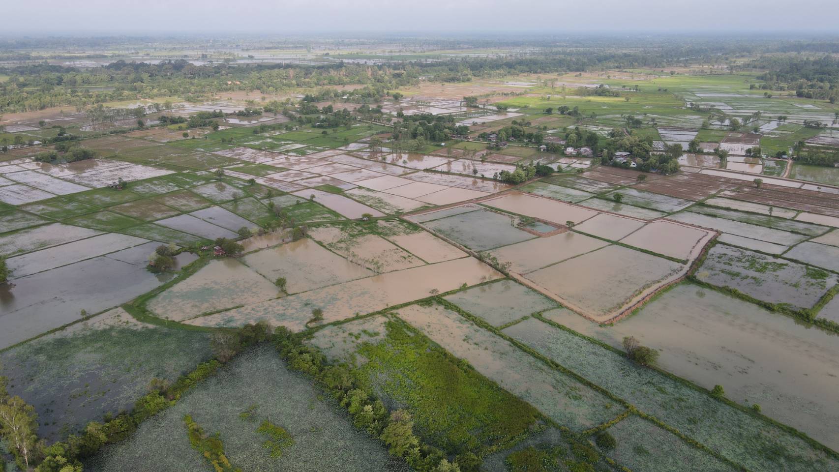 "ยโสธร"เจอฝนตกต่อเนื่องเกิดน้ำท่วมไร่นาประชาชนหวั่นทำต้นข้าวที่กำลังงอกเน่าเสียหาย