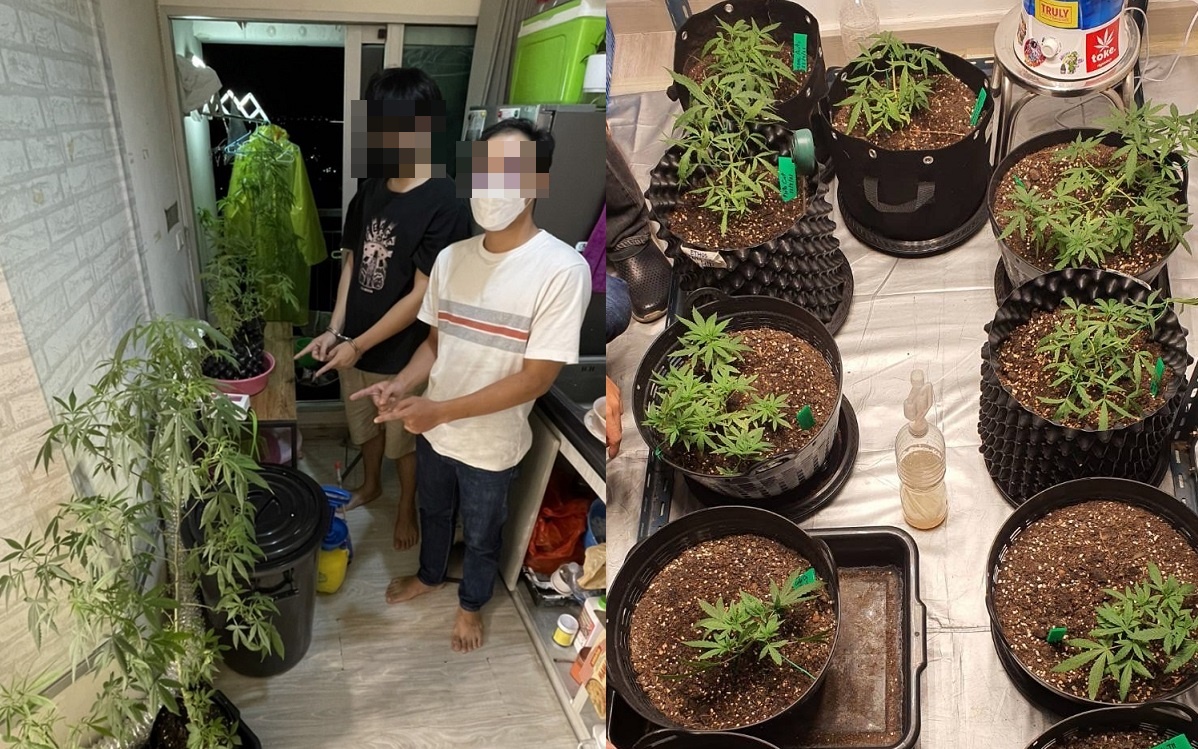 สืบสน.ลำผักชีบุกจับ 2 ผู้ต้องหาลอบปลูกต้นกัญชา  ขายในห้องพักคอนโดหรูย่านงามวงศ์วาน