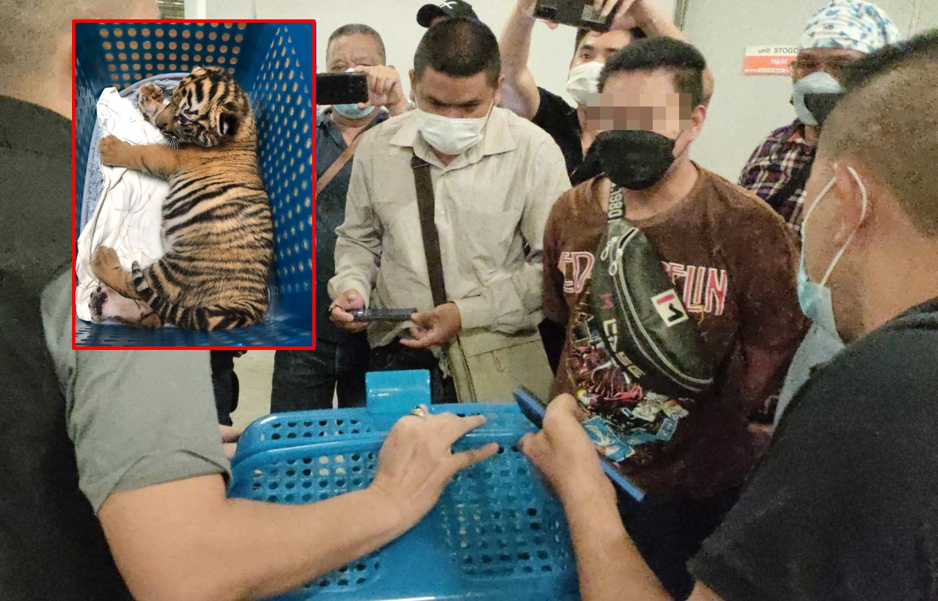 ปทส.ร่วม WJC จับขบวนการค้าสัตว์ป่าทางออนไลน์ลับลอบขายลูกเสือโคร่ง