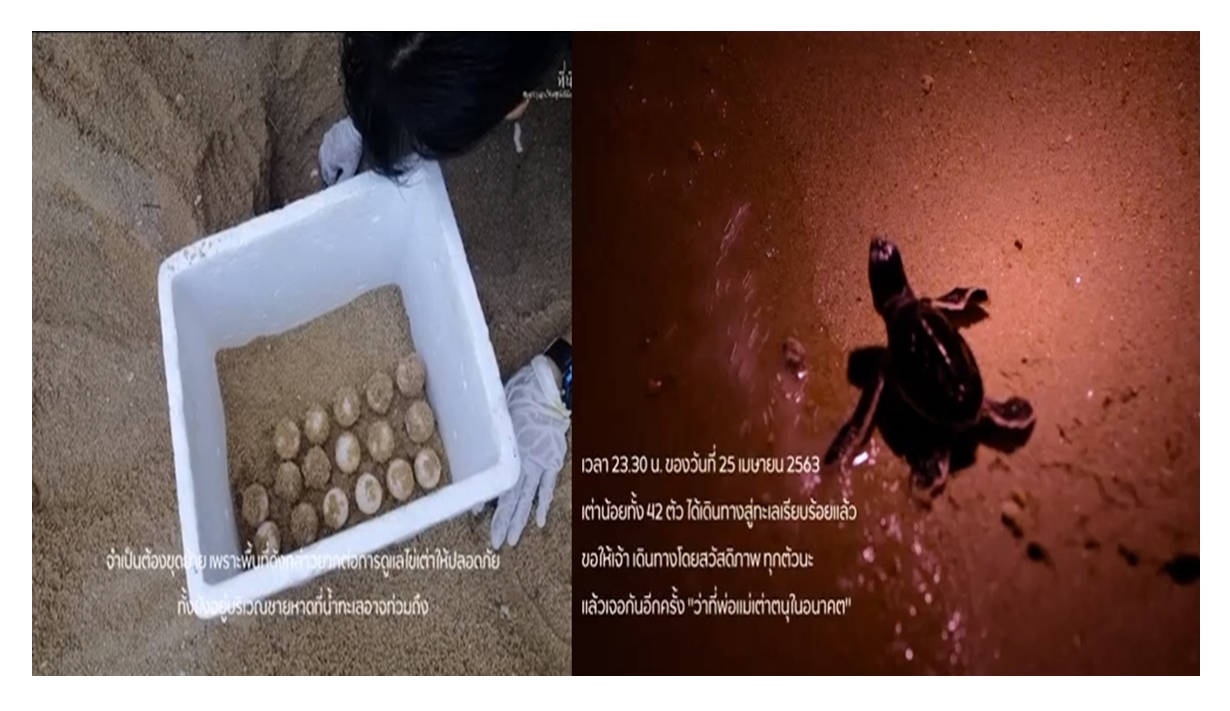 อ.ธรณ์เผยหลังจากหาดเงียบ แม่เต่าตนุคลานขึ้นมาวางไข่ที่อุทยานสิรินาถ ภูเก็ต 