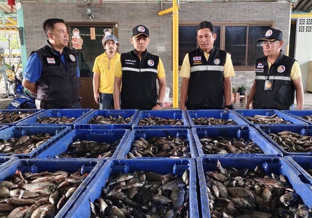 ประมงมหาชัย ดึง 10 แพเข้าโครงการซื้อปลาหมอคางดำ 15 บ./กก. ตั้งเป้ารับ 750,000 กิโล