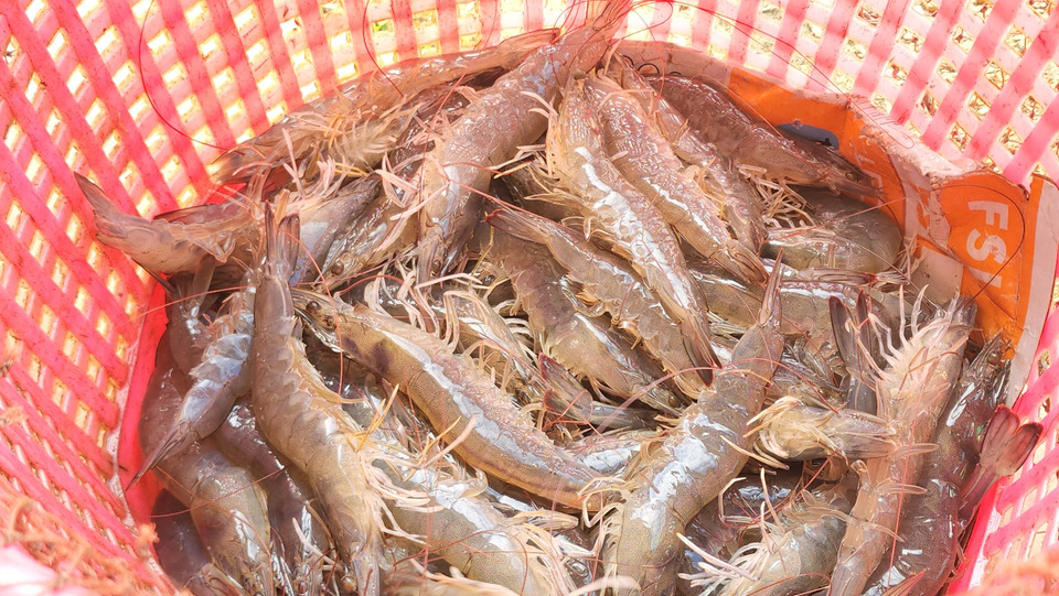 เกษตรกรเลี้ยงกุ้งสงขลาเดือด แฉ “ไอ้โม่ง” เอื้อห้องเย็นกดราคารับซื้อ หลังมาเลเซียงดนำเข้า      