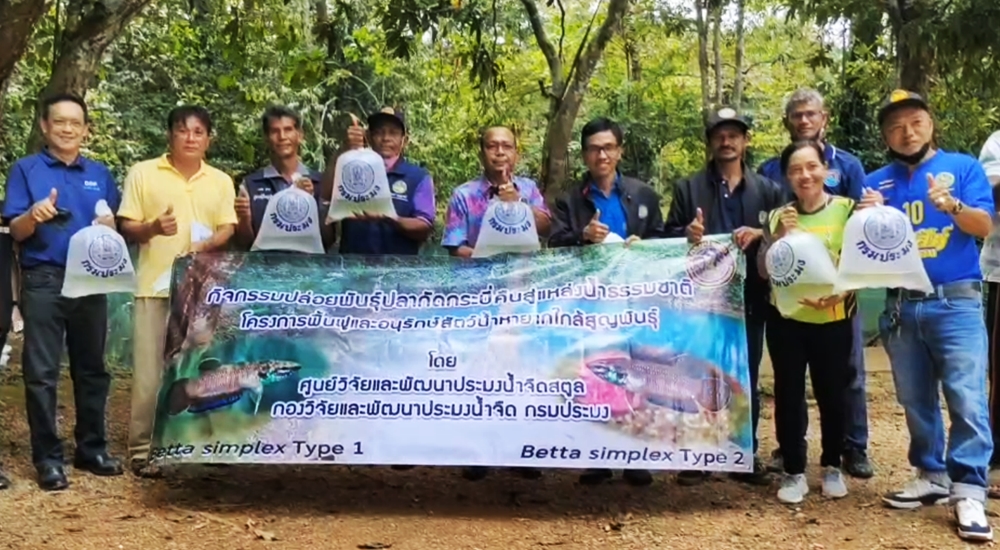 สำเร็จ!! เพาะปลากัดกระบี่ เป็นปลาเฉพาะถิ่นพันธุ์หายากและใกล้สูญพันธุ์ 