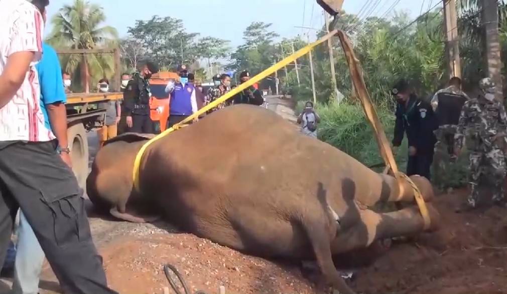 ช้างป่าวัย 12 ปี ตายผ่าพิสูจน์ยืนยัน ถูกไฟฟ้าช็อตตายจากเหยียบสายสะลิง