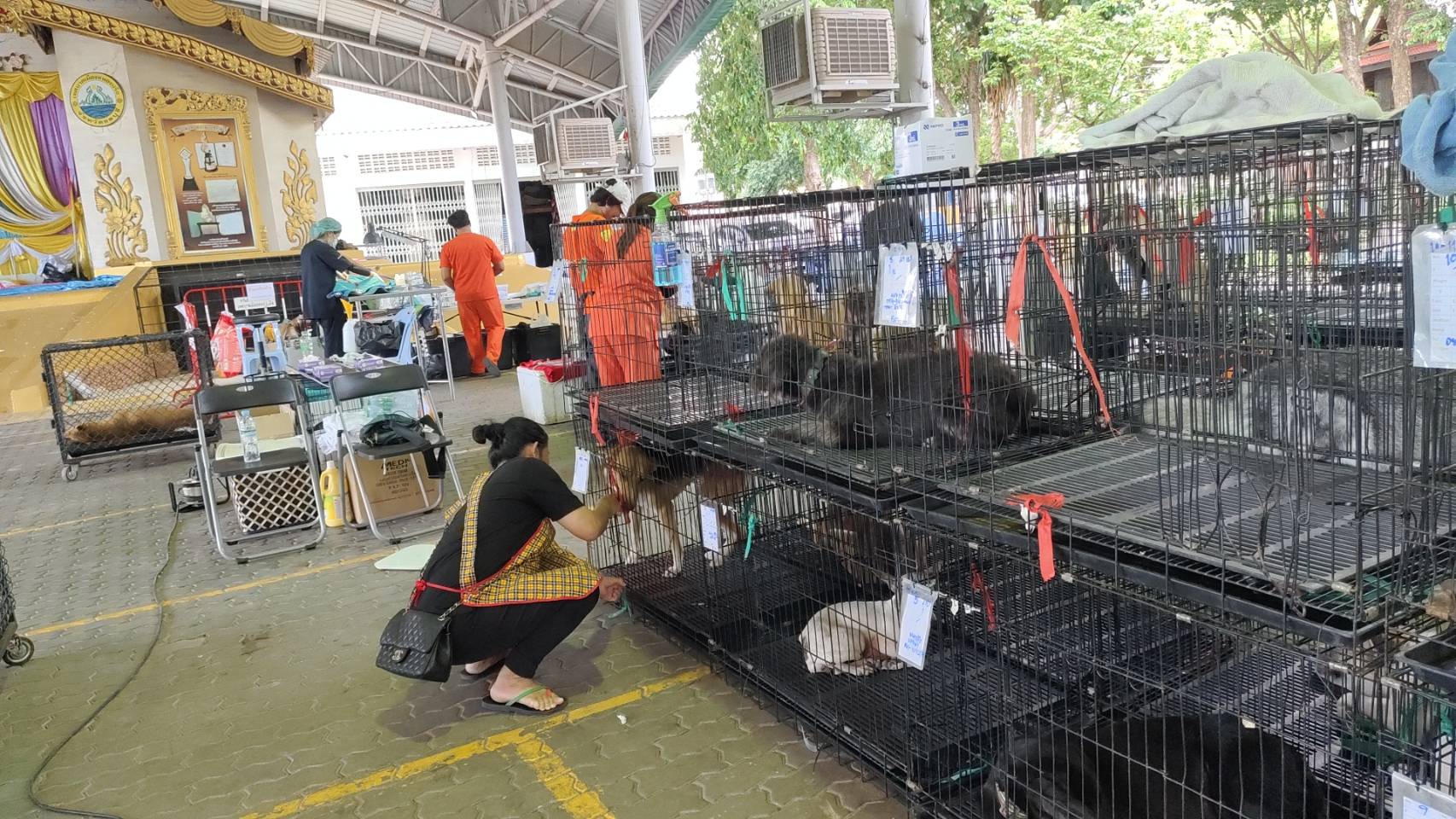 SOI DOG มูลนิธิเพื่อสุนัขในซอยบริการทำหมันสุนัขจรจัดและมีเจ้าของฟรี