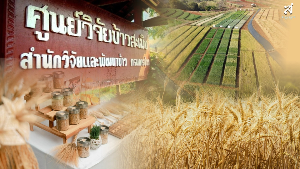ย้อนรอย 4 ทศวรรษ: "ศูนย์วิจัยข้าวสะเมิง" จากพระราชดำริรัชกาลที่ 9 สู่ต้นทางความมั่นคงทางอาหารบนพื้นที่สูง