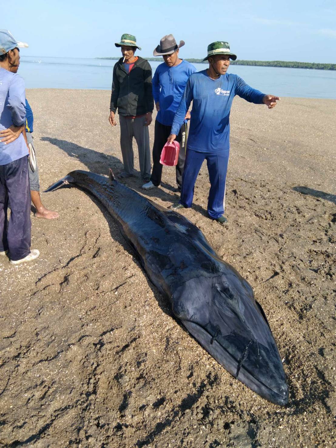สตูล นาทีชีวิต! ชาวประมงสตูลรวมใจช่วยวาฬเพศเมีย 300 กก. เกยตื้นติดโคลน กว่า 1 ชั่วโมงครึ่งกว่าจะพ้นวิกฤต