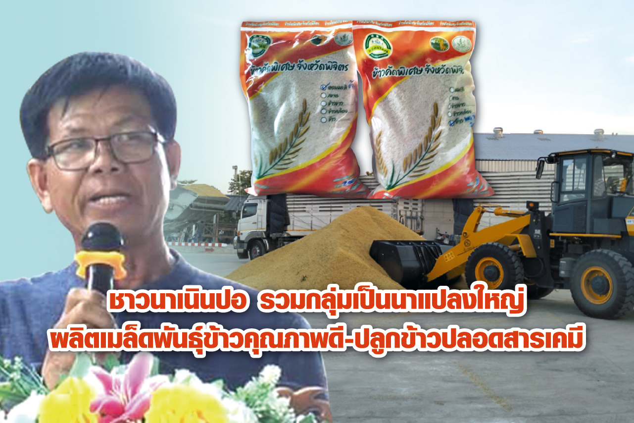 ชาวนาเนินปอ รวมกลุ่มเป็นนาแปลงใหญ่ ผลิตเมล็ดพันธุ์ข้าวคุณภาพดีป้อนศูนย์ข้าวชุมชน ปลูกข้าวปลอดสารเคมีส่งวิสาหกิจชุมชน สร้างเครือข่ายเข็มแข็ง  